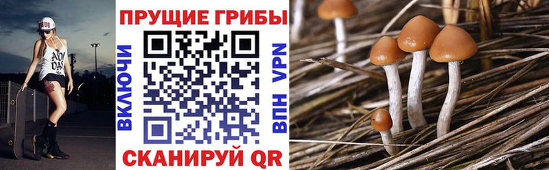 сайты даркнета телеграм  Короча  Галлюциногенные грибы MAGIC MUSHROOMS 